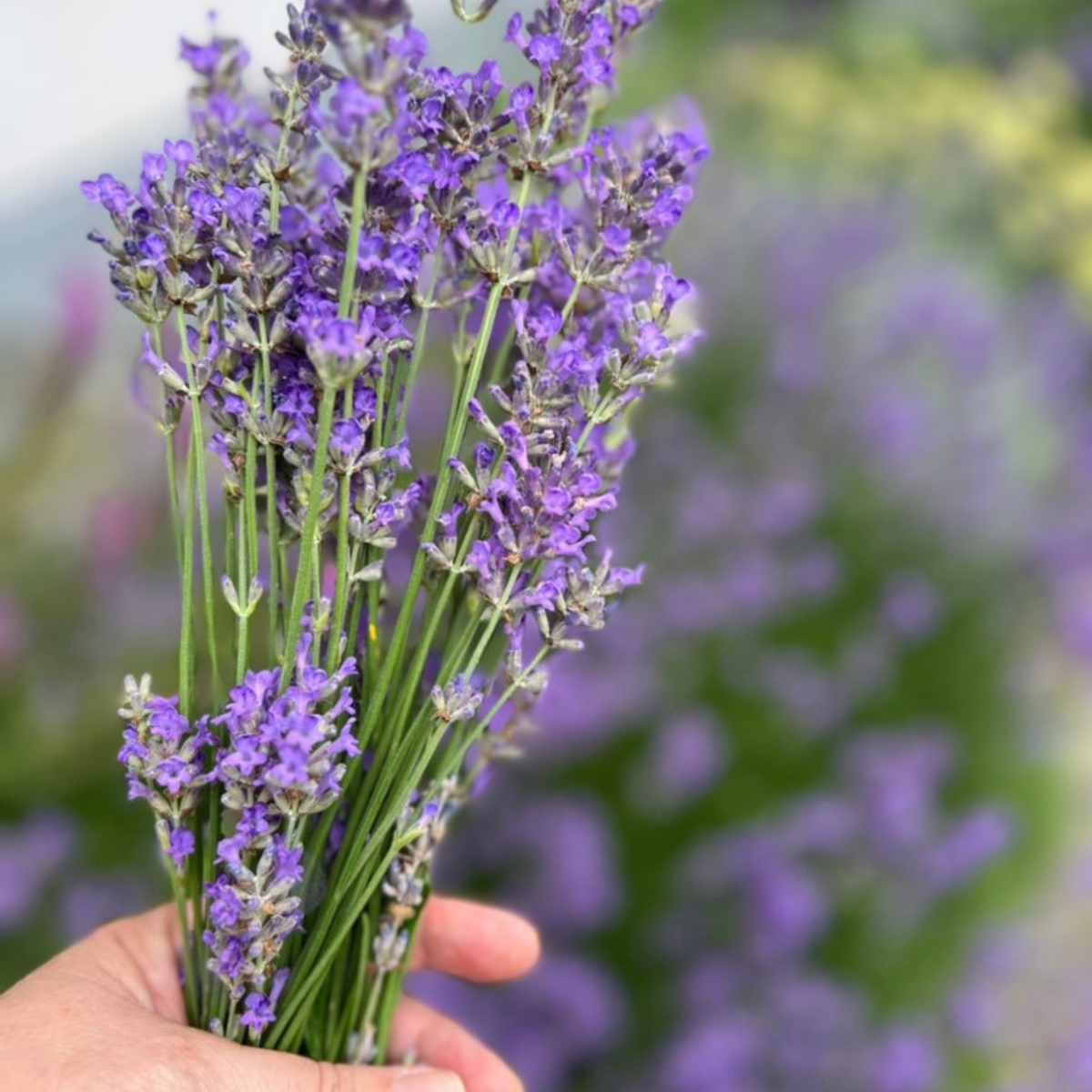 Ontspannende lavendel