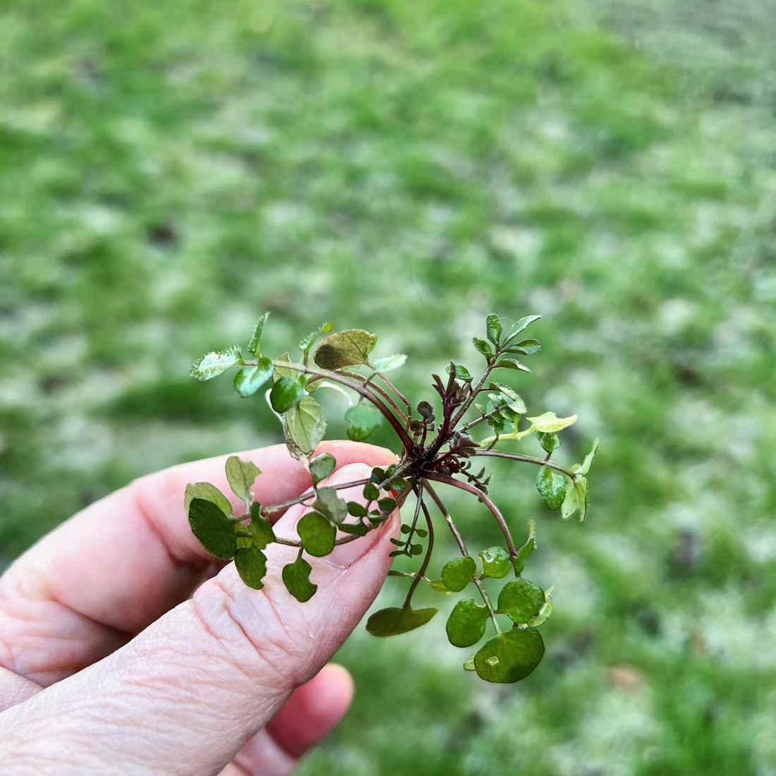 Kruiden in je salade