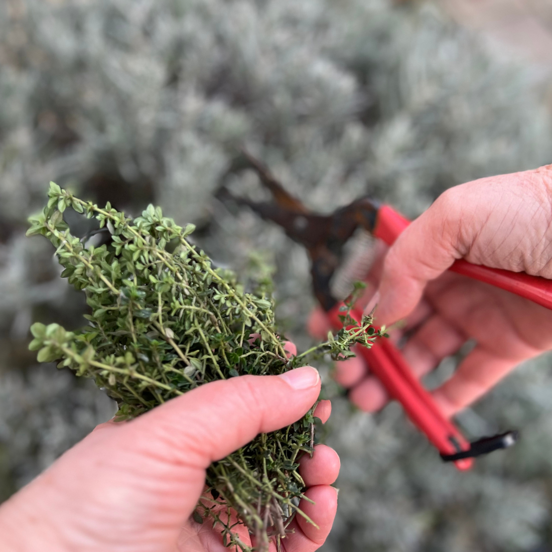 Kruidenmixen voor de zomer