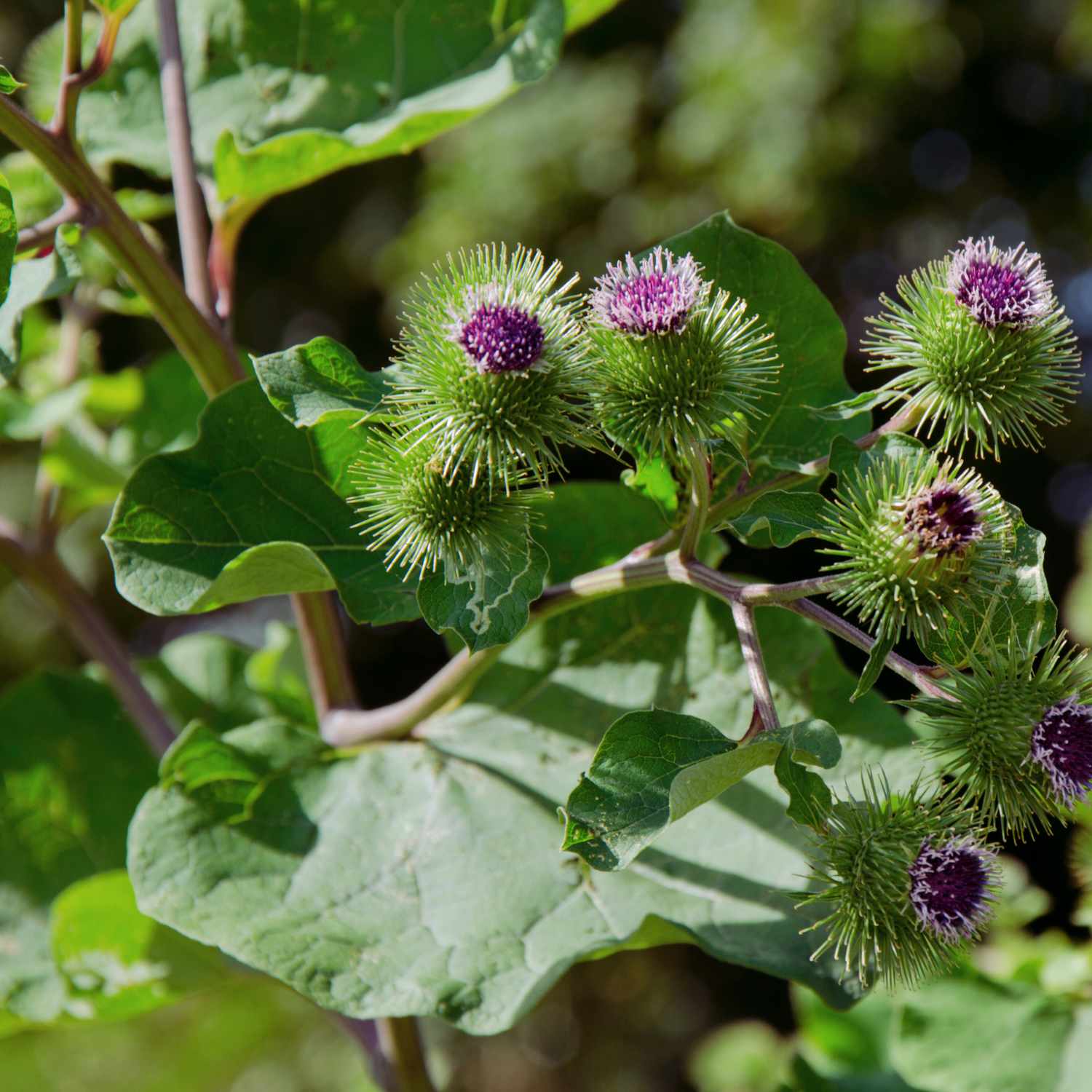 Grote klis in Japanse stijl