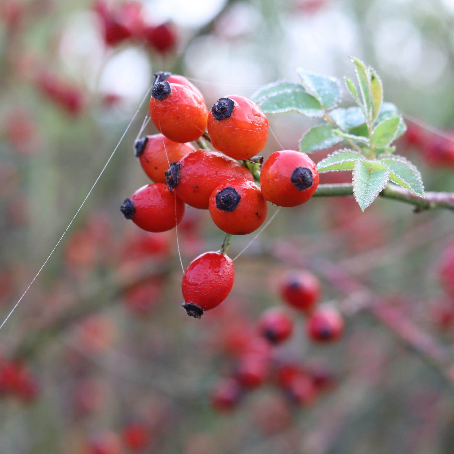 Rozenbottel in je siroop