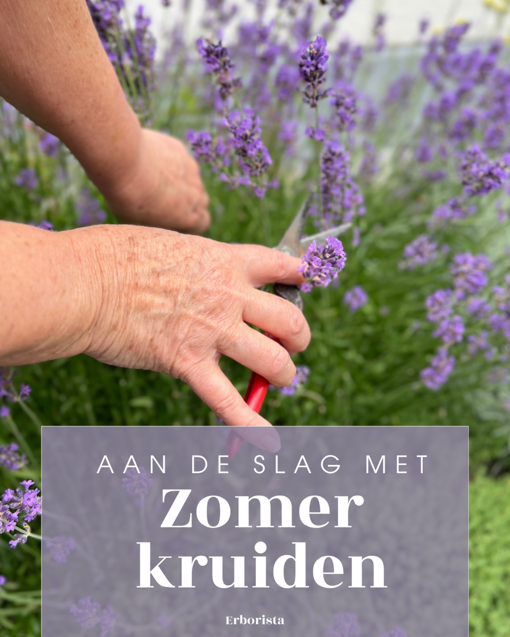 EBOOK ZOMERKRUIDEN
