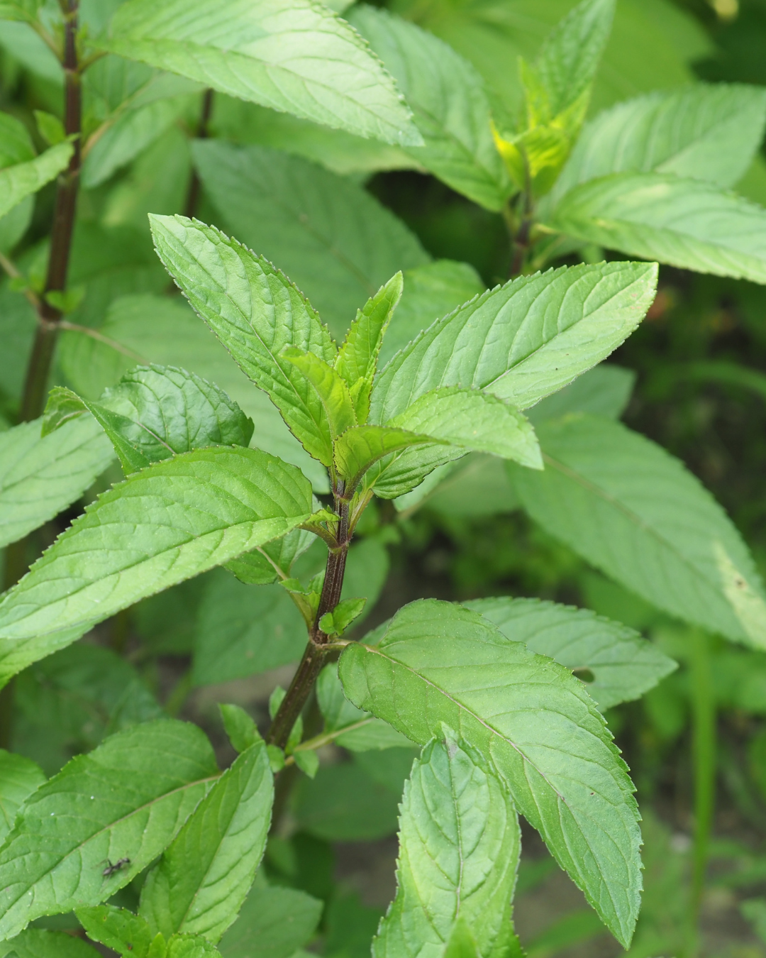 PEPERMUNT ESSENTIËLE OLIE LADROME