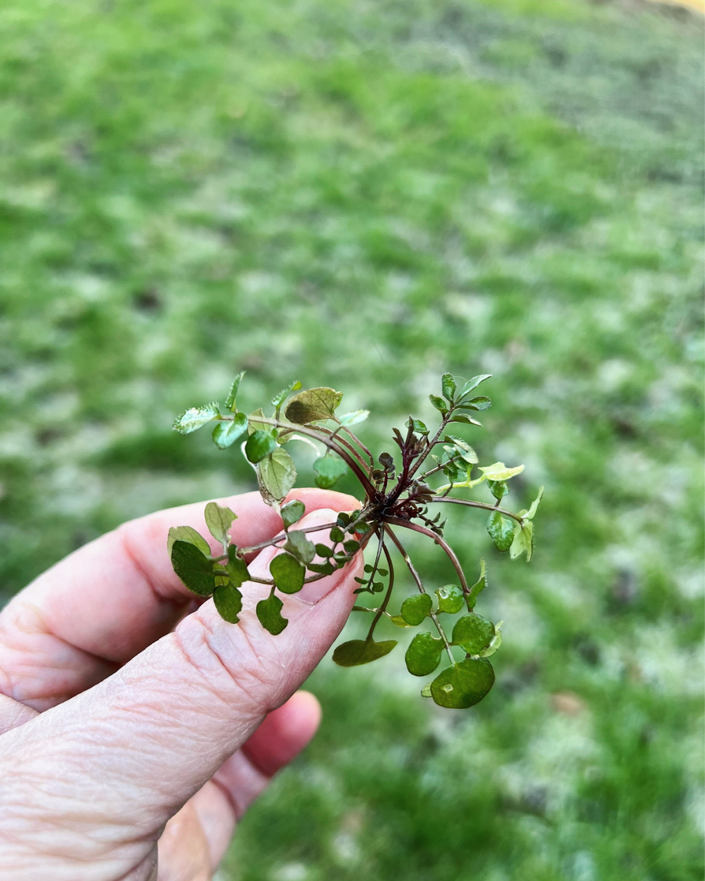 LESSENREEKS THUISHERBORIST