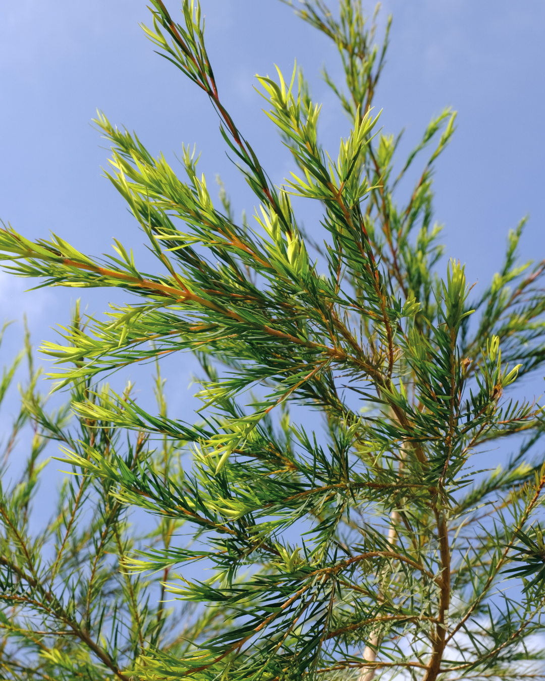 TEATREE ESSENTIËLE OLIE LADROME