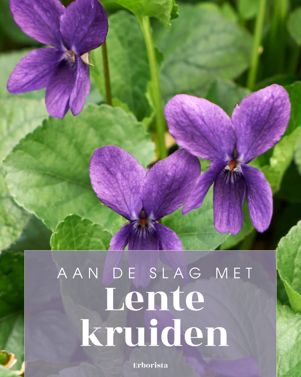 EBOOK LENTEKRUIDEN