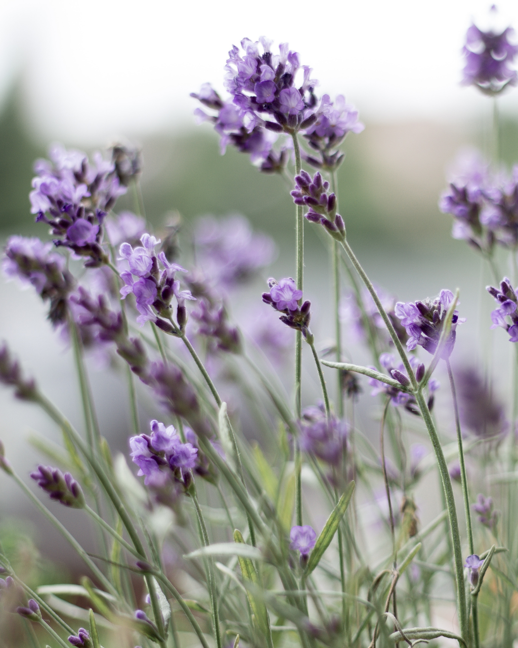 lavendel geschenkbon kruiden herborist